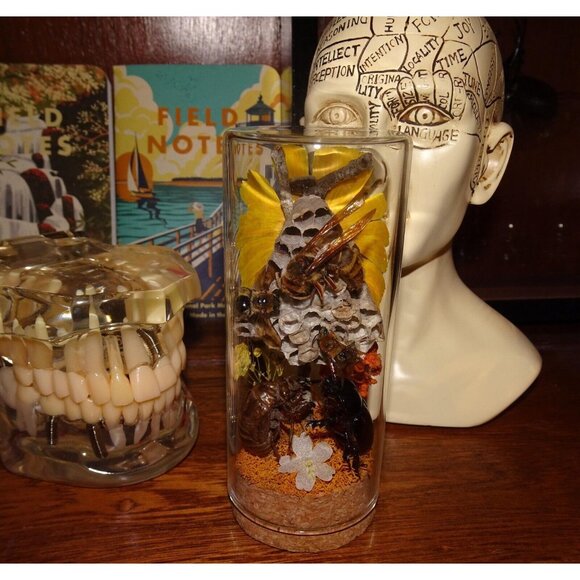 Wasp Nest Hornet Bees Rhinoceros Beetle Cicada Skin Oddity Jar flowers taxidermy - Picture 10 of 13